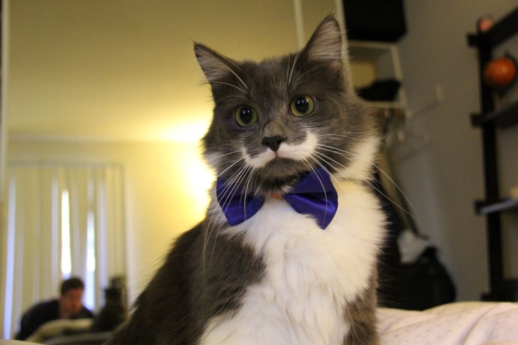 Котики породы Рэгдолл