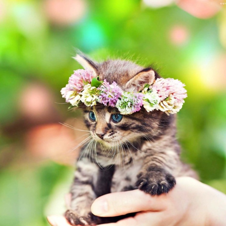 Знаменитый кот