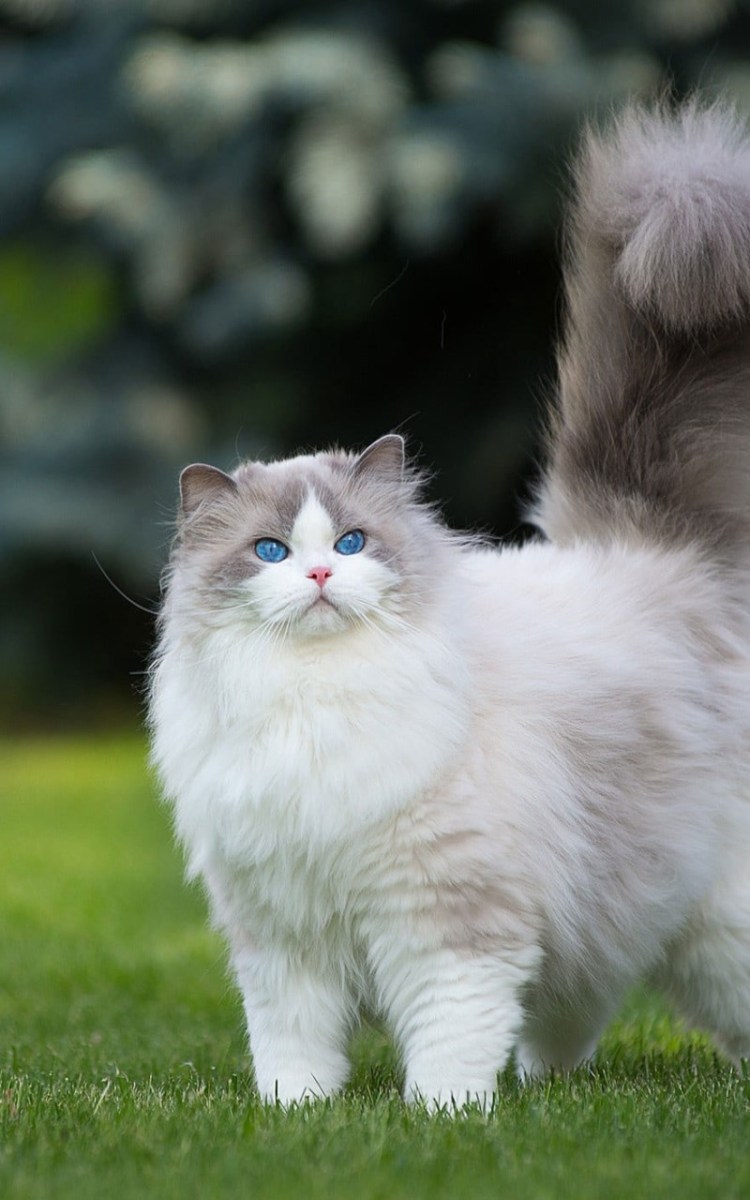 Красивые кошечки