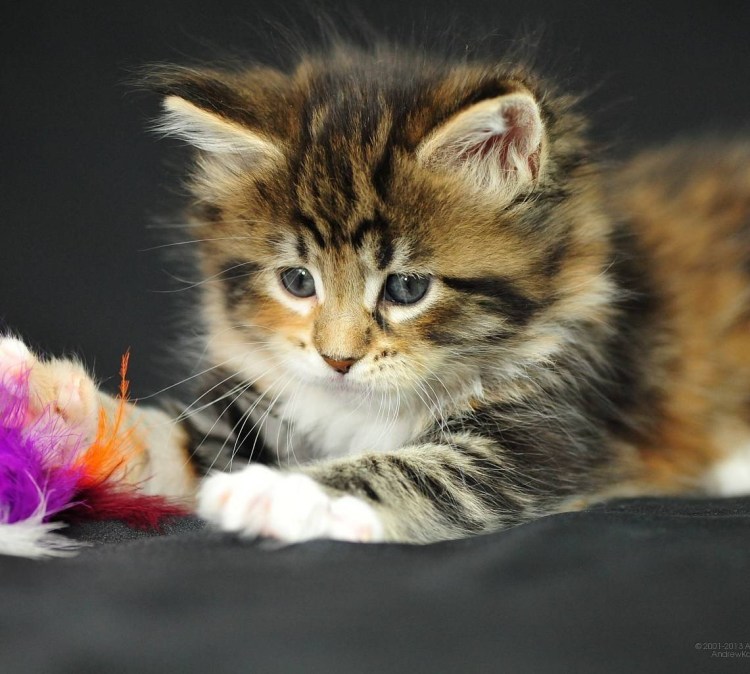 Мейн кун и шотландец