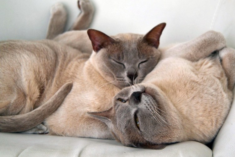 Котики ласкаются