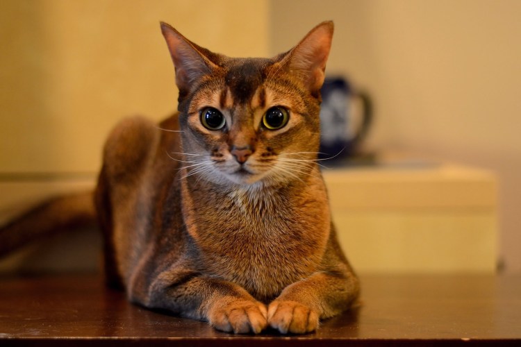 Абиссинская кошка