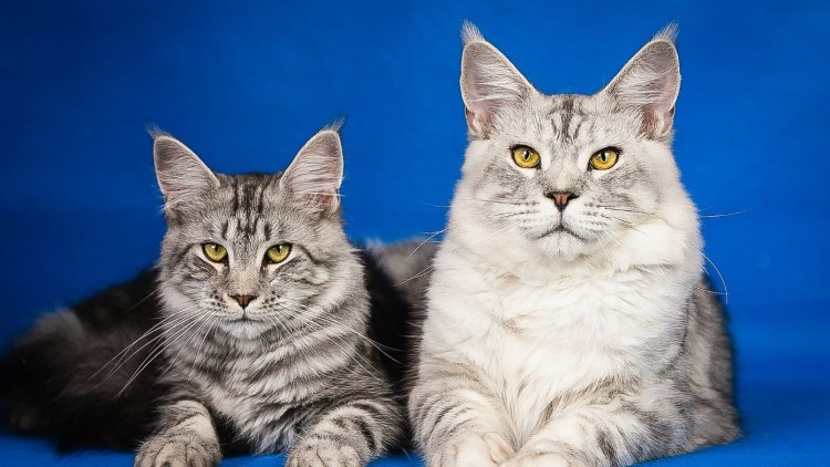 Кристина Макеева котлета