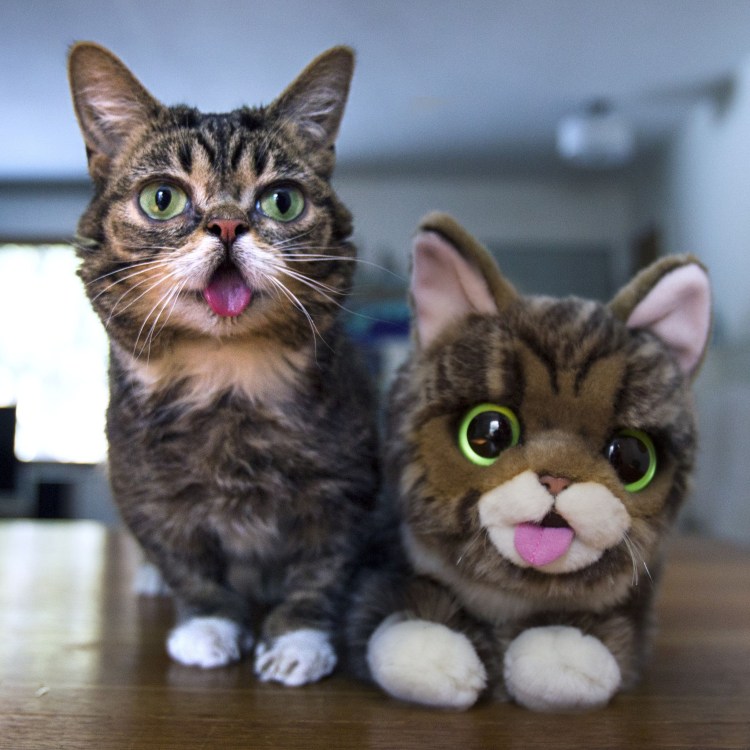 Абиссинская кошка фото