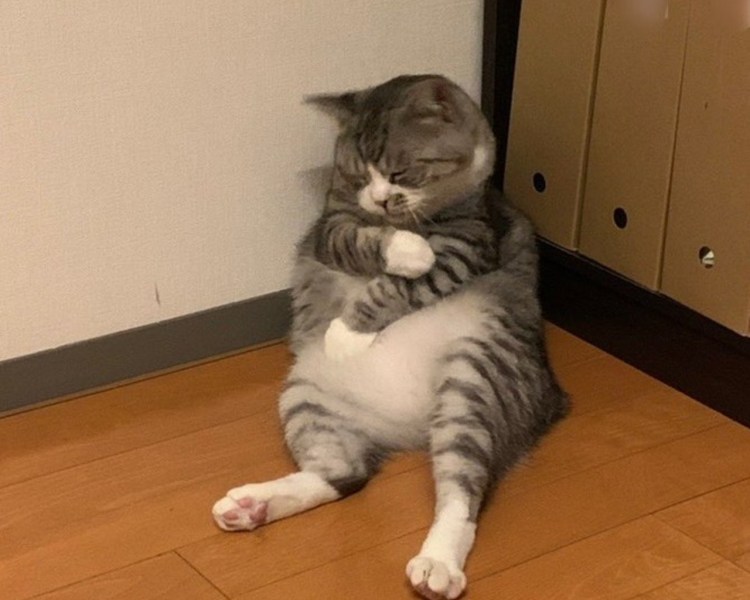 Кот с языком в трубочку