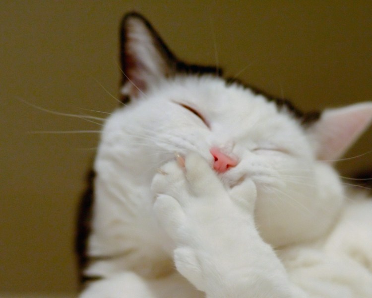 Стеснительный кот