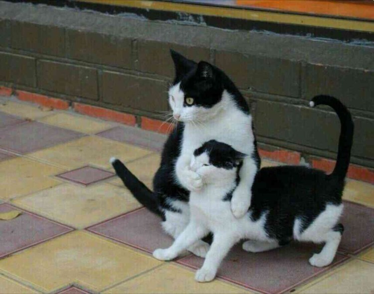 Молчаливый котик