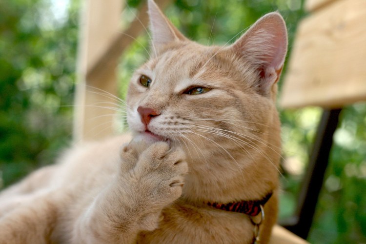 Кот смеется прикрывает рот