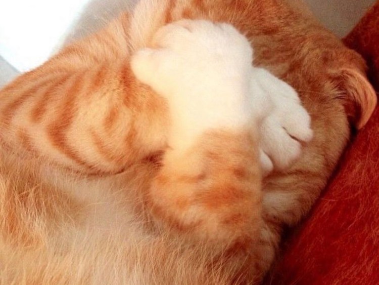 Кот закрывает лапой морду