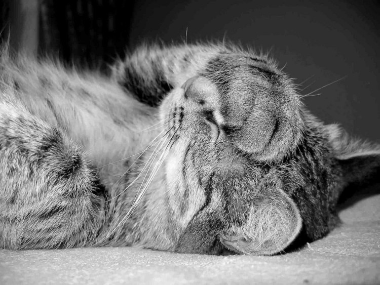 Кот прикрывается лапой