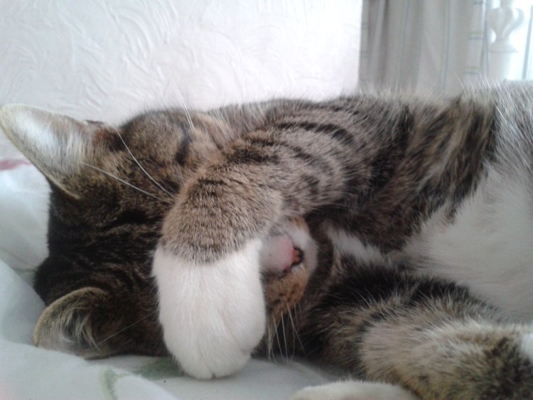 Кот удивляется гиф