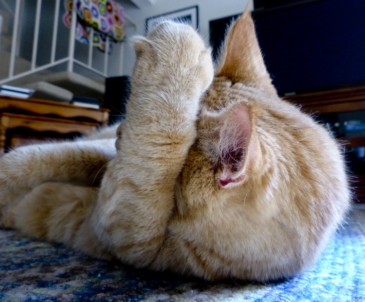 Котик врач Мем