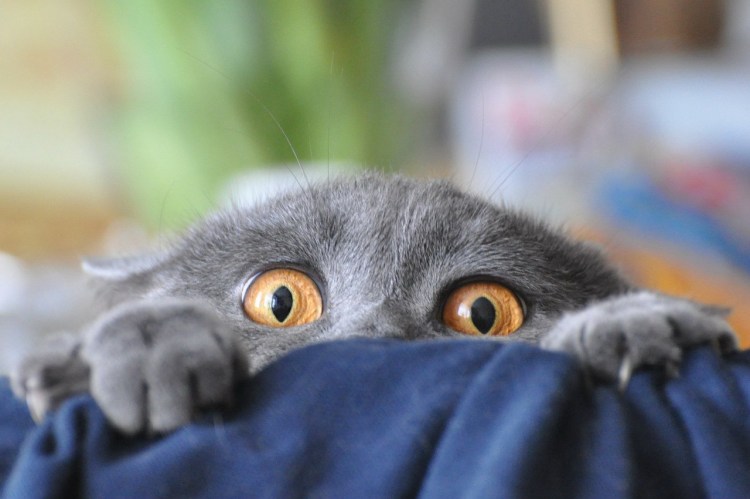 Кот с открытым ртом Мем