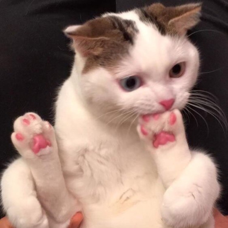 Кот смеется