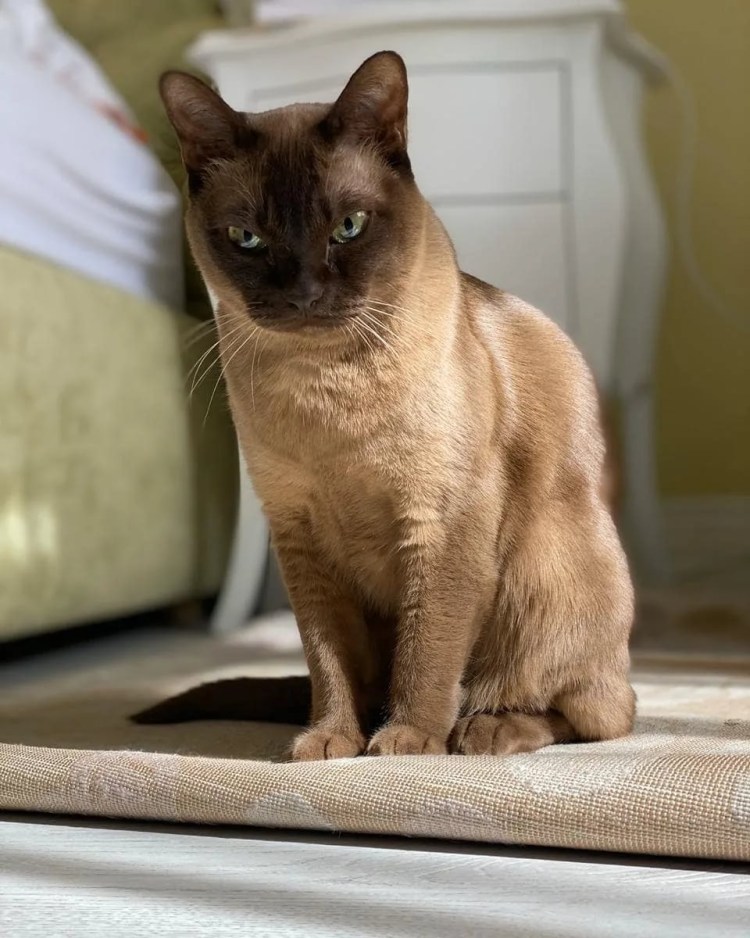 Бурманская кошка