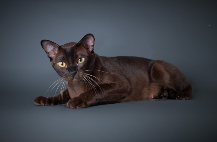 Бурманская порода кошек