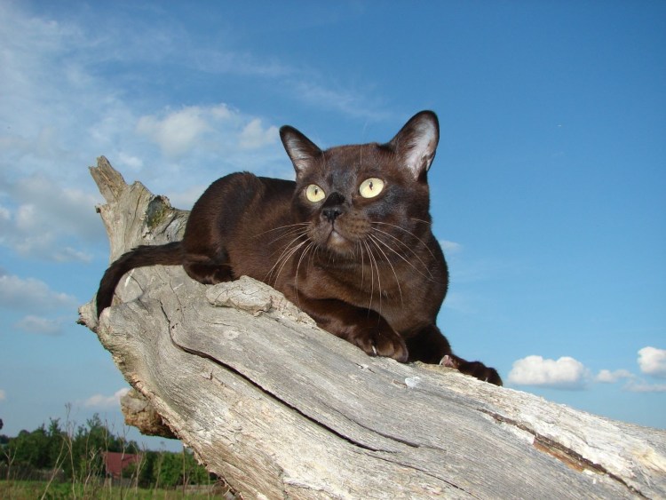 Бурманская кошка