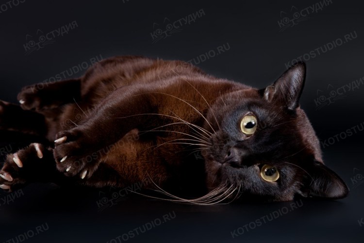 Бурманская короткошерстная кошка