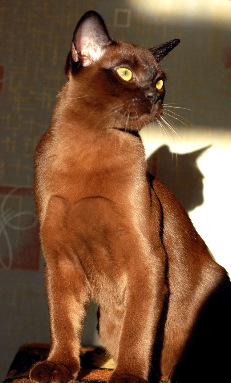 Кошка Бурма