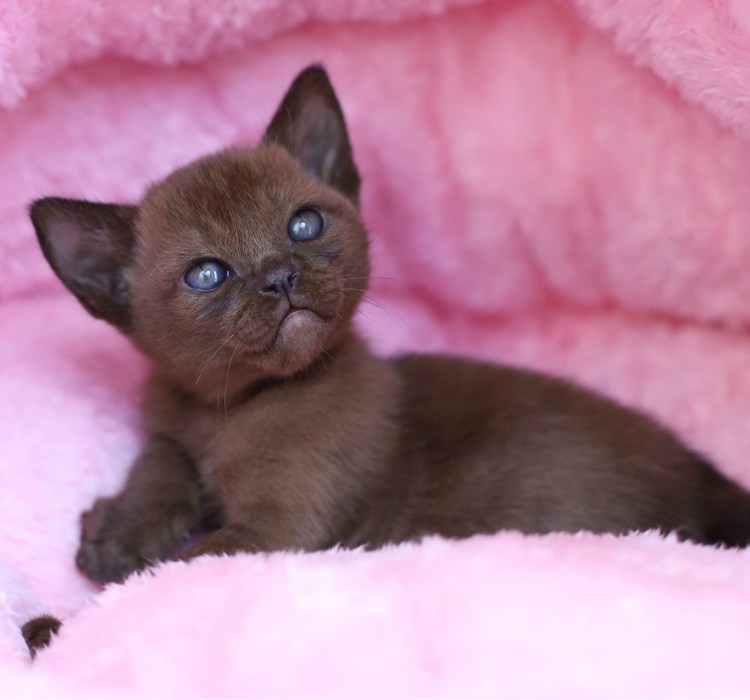 Породы кошек Бурманская котенок