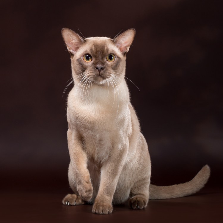 Бурманская кошка