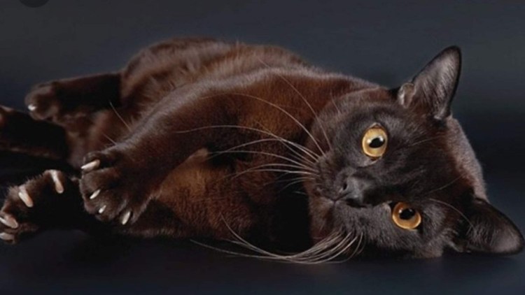 Европейская Бурманская кошка