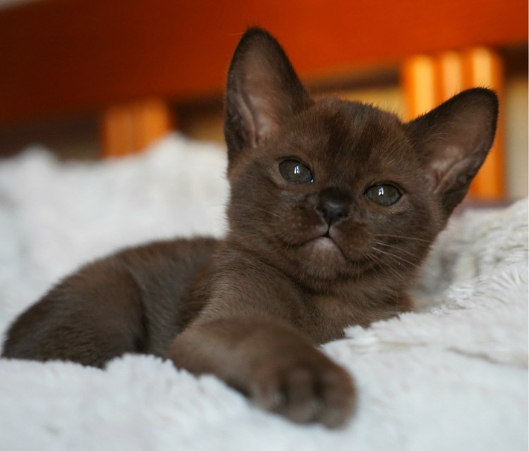 Порода кошек Бурма