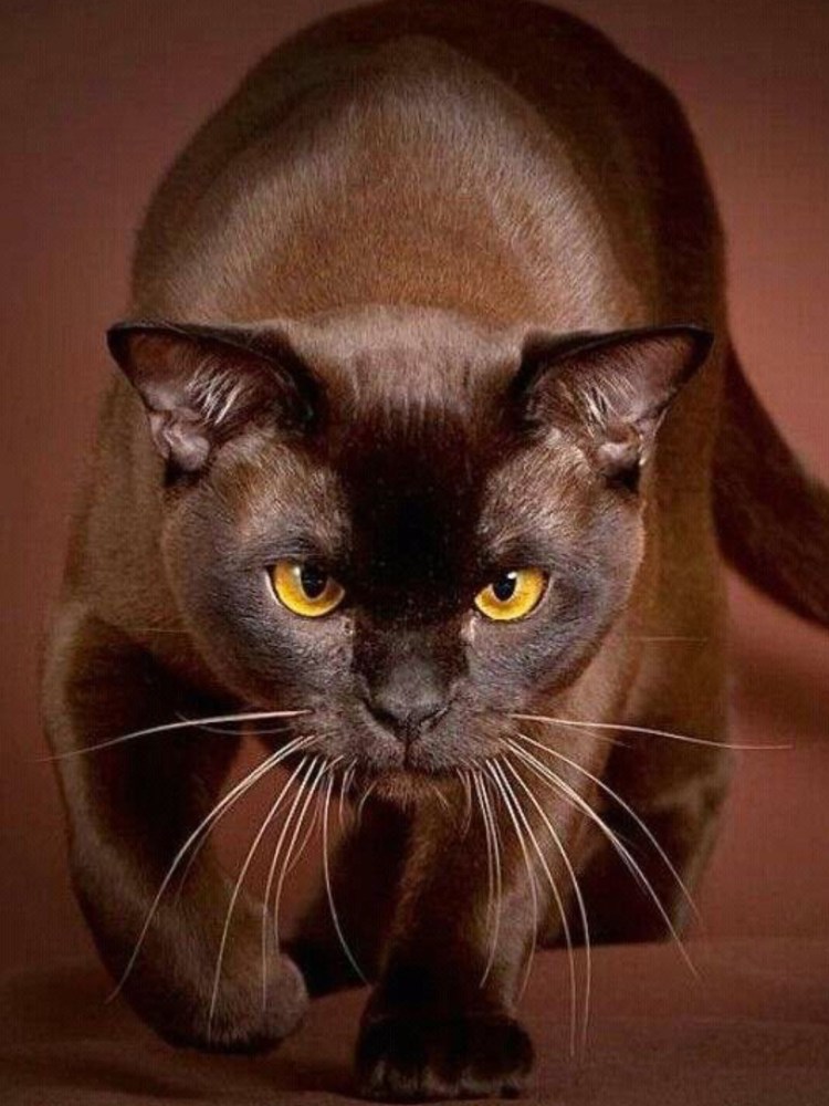 Кошка Бурма