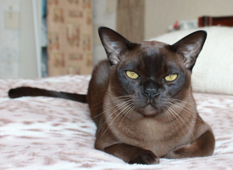 Коричневая бирманская кошка
