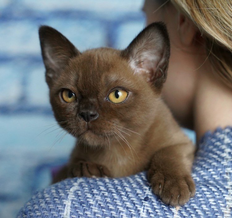 Бурманская кошка европейская Соболиная