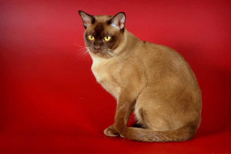 Европейская Бурманская кошка