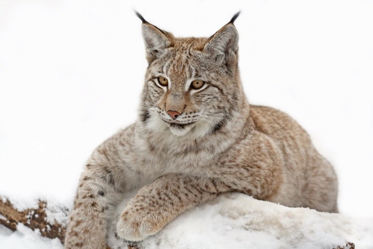 Рысь для детей