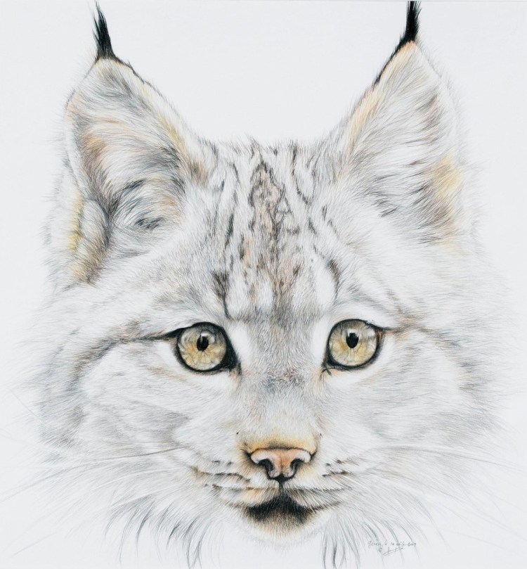 Рысенок на белом фоне