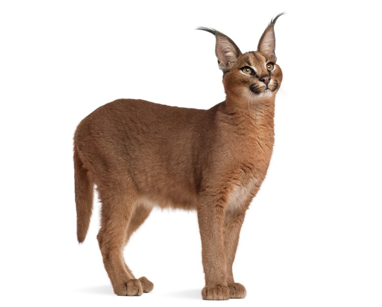 Лежащая боком Рысь на прозрачном фоне для фотошопа