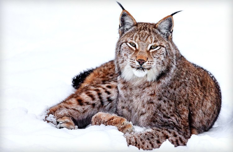 Рысь на прозрачном фоне