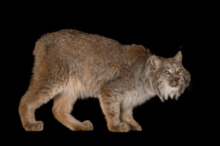 Рысь обыкновенная Lynx Lynx Linnaeus, 1758