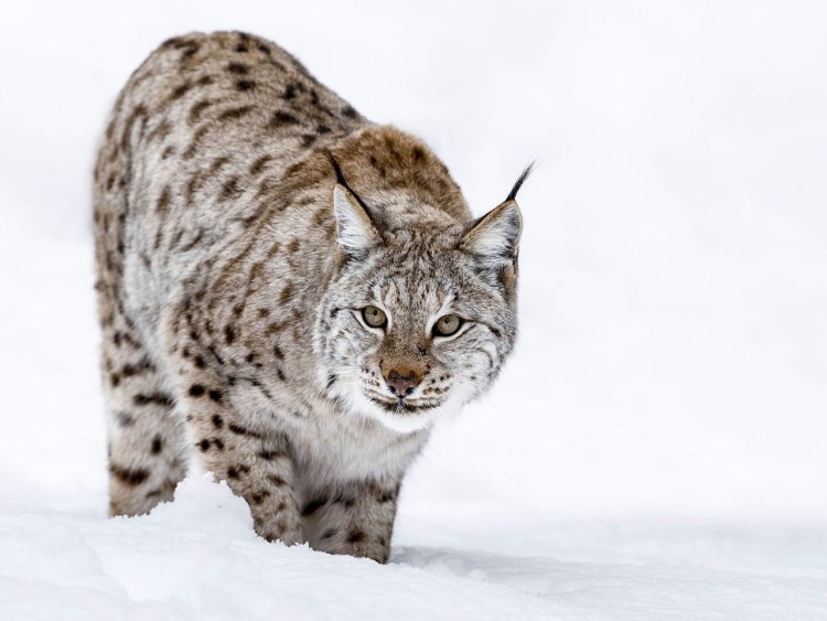 Рысь рисунок на белом фоне