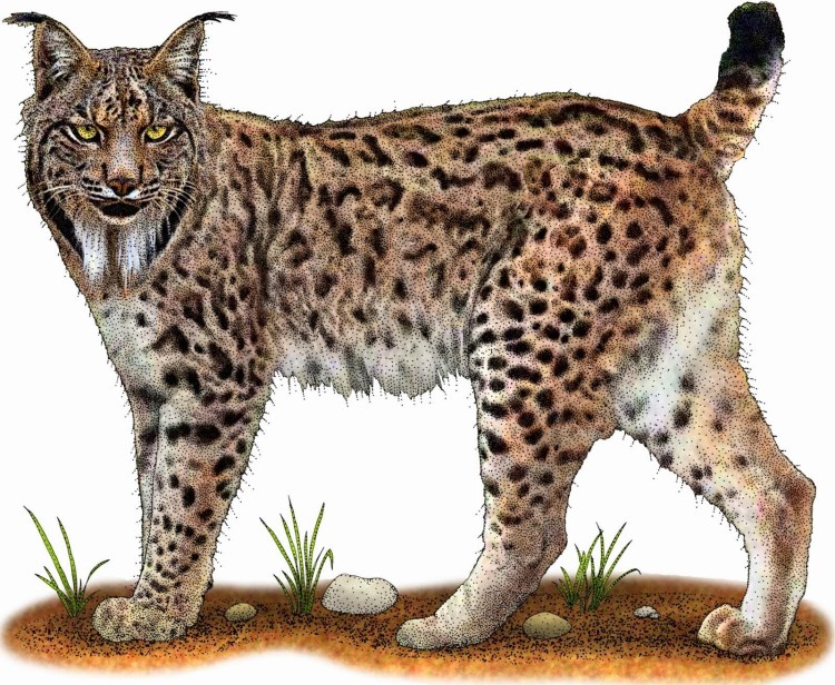 Канадская Рысь на белом фоне