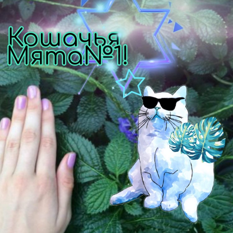 Кошачья мята арт