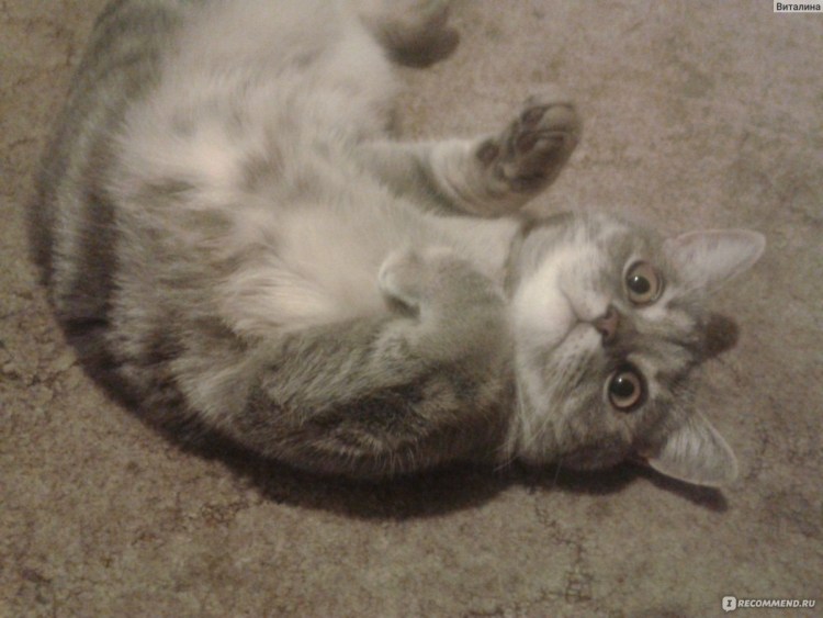 Кавай Фокс Патреон