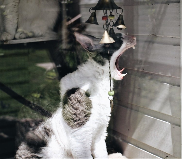 Коты Воители мята