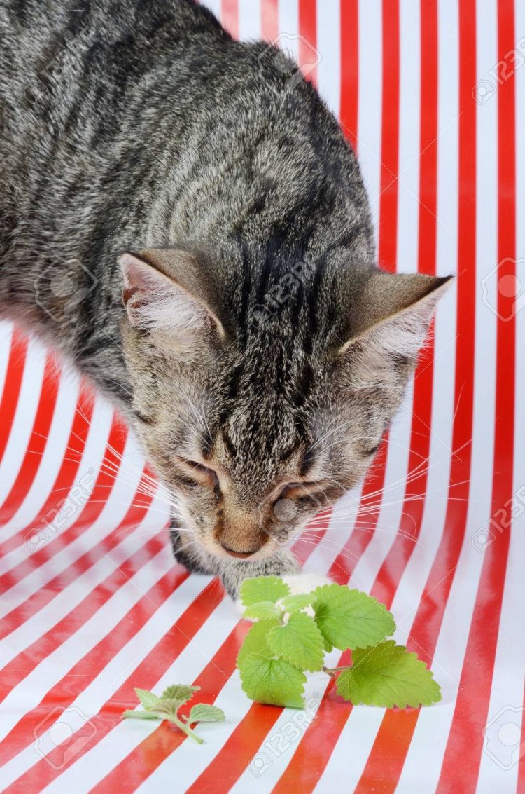 Кошечка мята