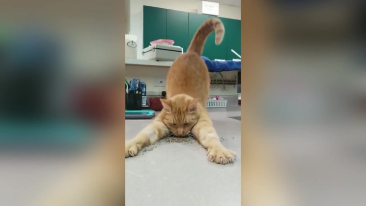 Бальзам для губ кошечка