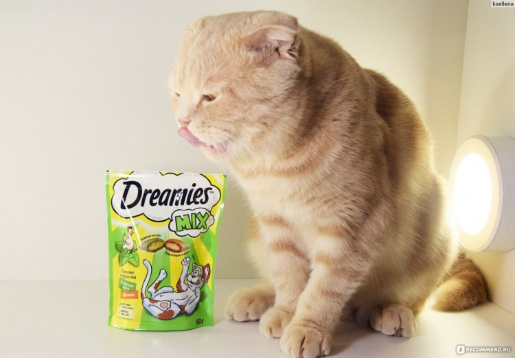 Кошка мята тик ток