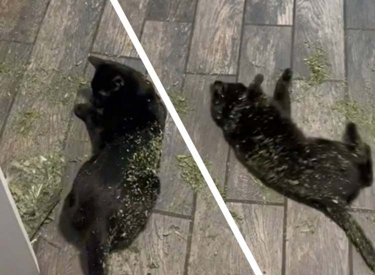 Эстетика зелёного цвета