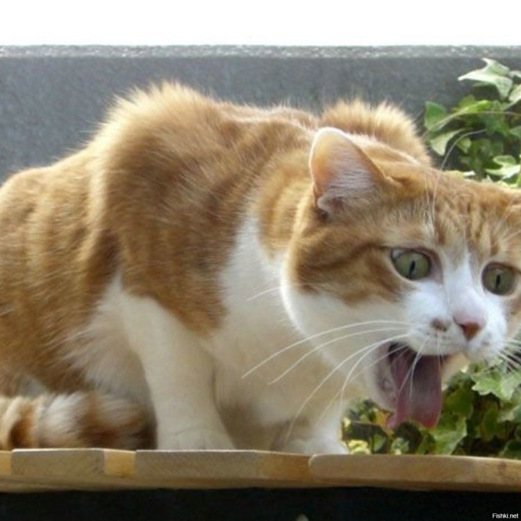 Котика тошнит