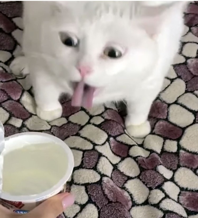 Кот из мемов