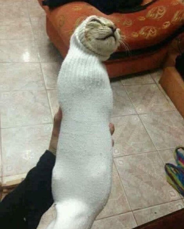 Злой белый кот Мем