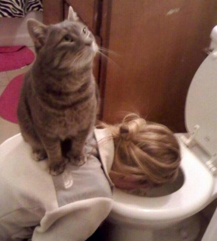 Голодный котик