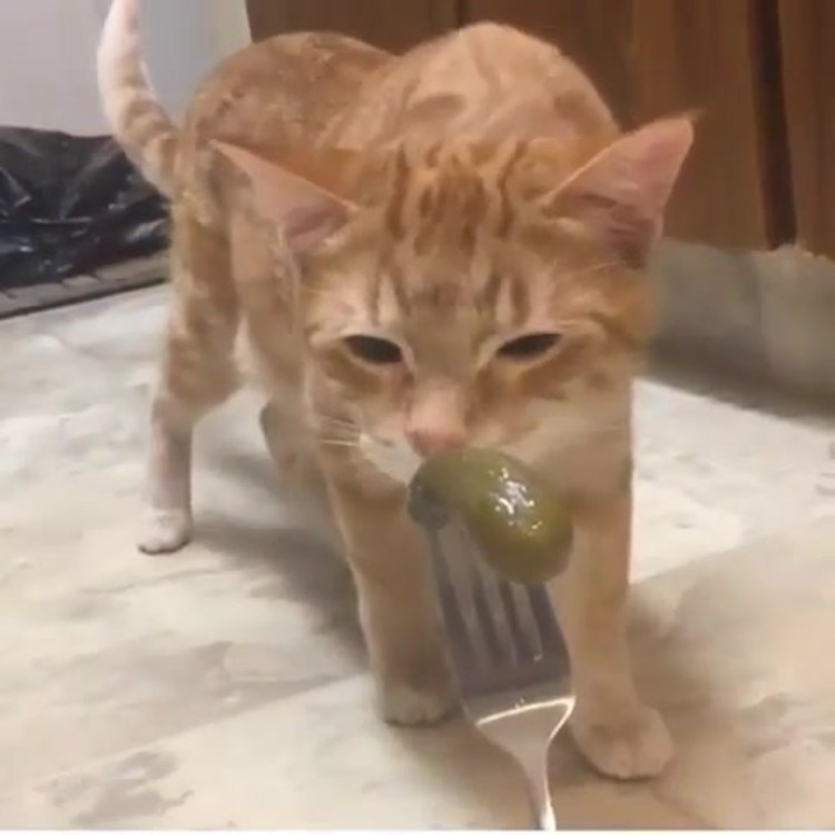 Смешные коты на унитазе